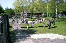 849969 Afbeelding van de zebra's van het Dierenpark Amersfoort (Barchman Wuytierslaan 224) te Amersfoort.